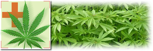 Marihuana Cannabis Hashis Descubrimientos Cientificos